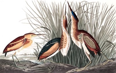 Least Bittern, Ixobrychus Exilis, John J. Audubon著「The Birds of America」より。1827-38年（および彩色されたエングレービング 作： John James Audubon