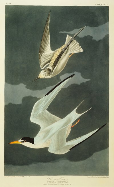レッサーターン。リトルターン 作： John James Audubon