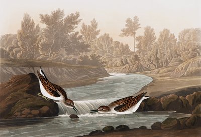 リトルサンドパイパー、トリンガプシラ、ジョン・J・オーデュボンの「The Birds of America」出身、パブ。 1827-38 作： John James Audubon