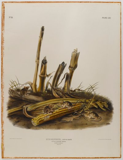 リトルハーベストマウス 作： John James Audubon