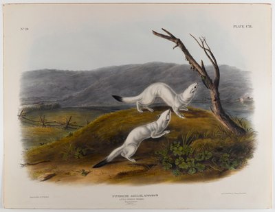 少し軽快なイタチ 作： John James Audubon