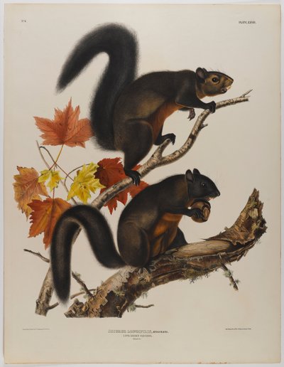 長い髪のリス 作： John James Audubon