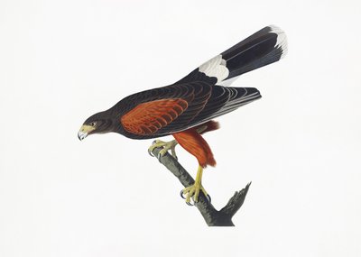  作： John James Audubon