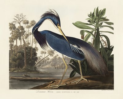  作： John James Audubon