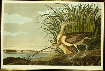 男性と女性の長い請求カーリュー 作： John James Audubon