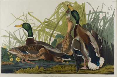マガモ、1834年（紙にトイレ） 作： John James Audubon