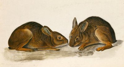 マーシュヘア（紙にトイレ） 作： John James Audubon