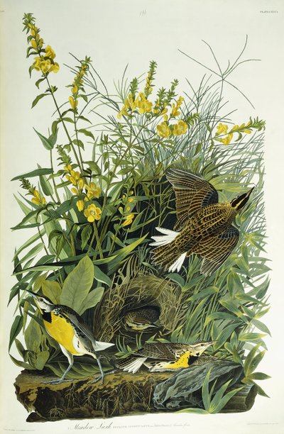 メドウラーク、1832 作： John James Audubon