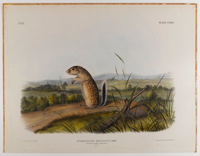 メキシコのマーモットリス 作： John James Audubon