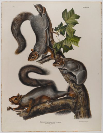 渡り鳥リス 作： John James Audubon
