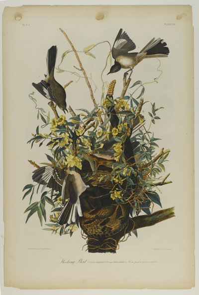 模造鳥、ジュリアンビエンによって印刷され、Roe Lockwood＆Sonによって出版された、1861年（クロモリソグラフ） 作： John James Audubon