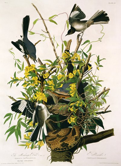 ロバート・ハヴェル（1793-1878）によって刻まれた、「アメリカの鳥」のモックバードとガラガラヘビ（詳細は195126を参照） 作： John James Audubon