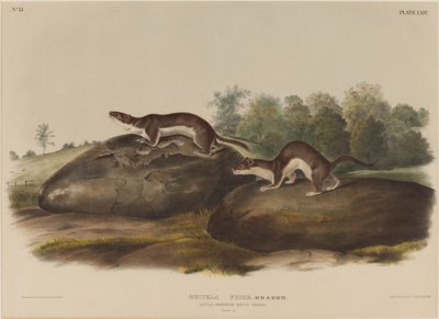 イタチカブトムシ 作： John James Audubon