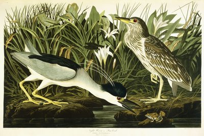 ゴイサギまたはルア鳥、1835 作： John James Audubon