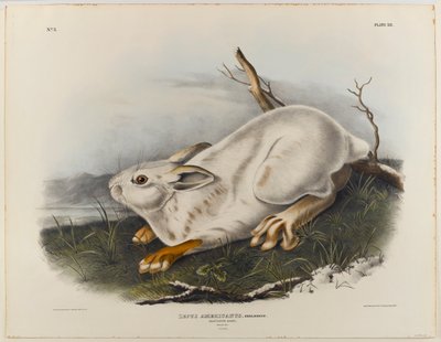 ノウサギ（冬の毛皮） 作： John James Audubon