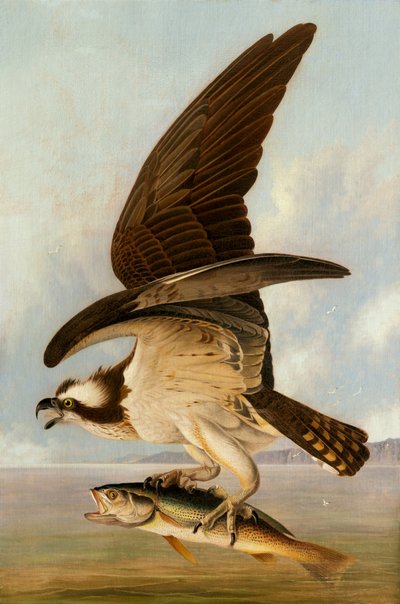 オスプレイとウィークフィッシュ 作： John James Audubon