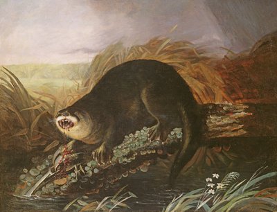 罠に引っかかったカワウソ 作： John James Audubon