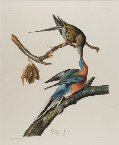 乗客の鳩、1827-1838（紙にトイレ） 作： John James Audubon