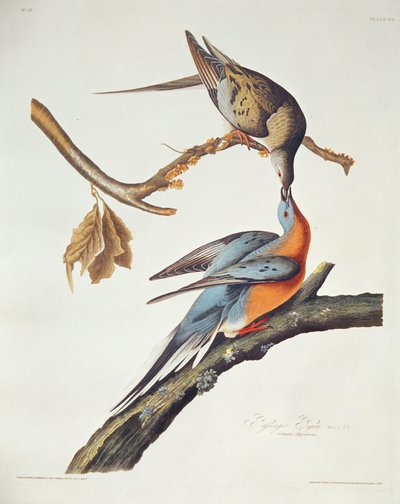 「鳥のアメリカ」からの乗客の鳩 作： John James Audubon