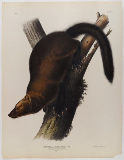 ペナントマーティンまたはフィッシャー 作： John James Audubon