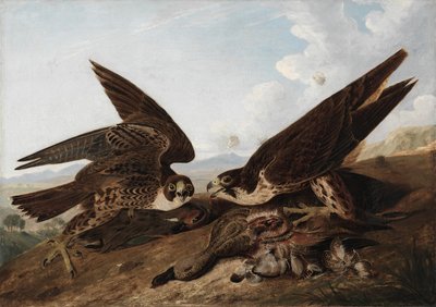 ハヤブサ (ダック ホークス) 作： John James Audubon