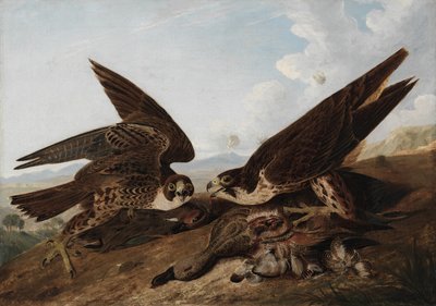ハヤブサ 作： John James Audubon