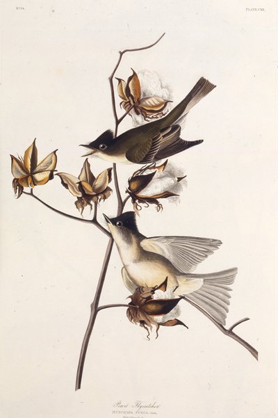 Pewit Flycatcher。アメリカの鳥、1827-1838から。 作： John James Audubon