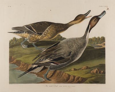 Pin Tailed Duck、1834（紙にトイレ） 作： John James Audubon