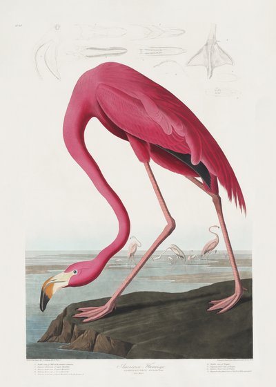  作： John James Audubon