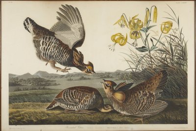  作： John James Audubon