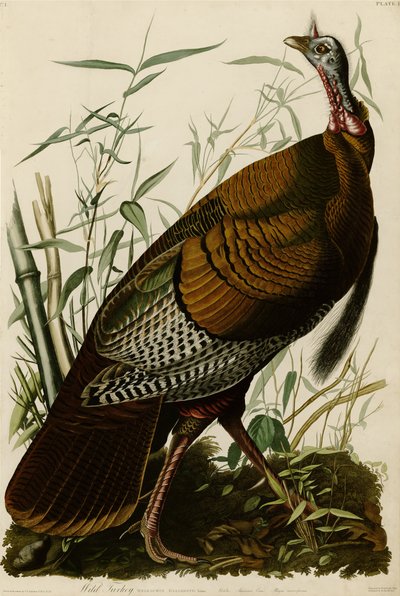 野生のトルコを描いたアメリカの鳥のプレート1。 作： John James Audubon
