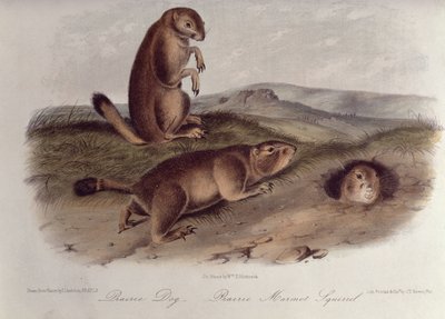 「北アメリカの四足動物」からのプレーリードッグ、1842年5月（リトグラフ） 作： John James Audubon