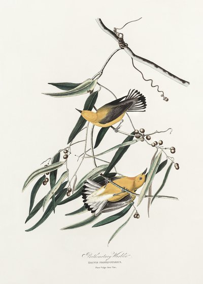  作： John James Audubon