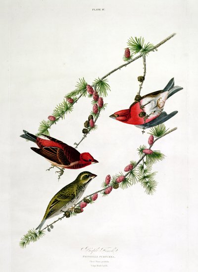 ウィリアムホーム（1788-1859）によって刻まれた「鳥のアメリカ」からパープルフィンチ 作： John James Audubon