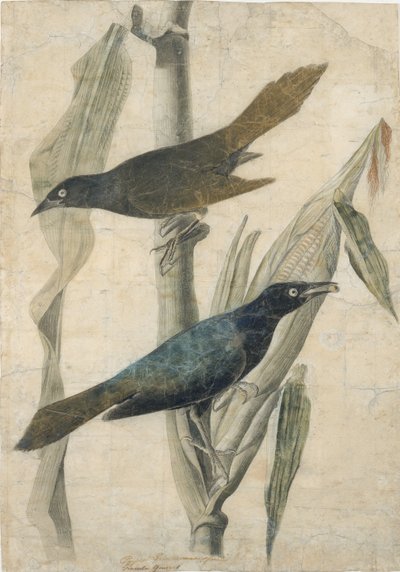 パープルグラックル 19世紀初頭～中期 作： John James Audubon