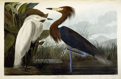 紫ヘロン、1835年頃 作： John James Audubon