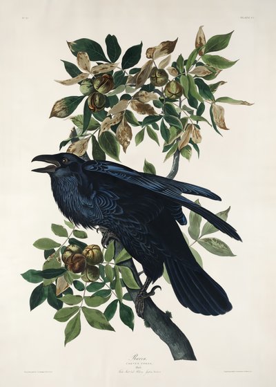  作： John James Audubon