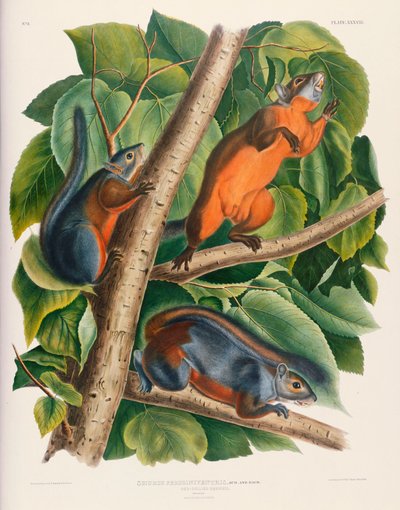 アカハラリス 作： John James Audubon