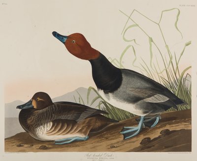 赤毛のアヒル、1836年（紙にトイレ） 作： John James Audubon