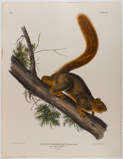 アカオジリス 作： John James Audubon