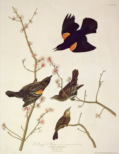 ロバートハヴェル（1793-1878）によって刻まれた「鳥のアメリカ」からの赤い翼スターリング1820年公開 作： John James Audubon