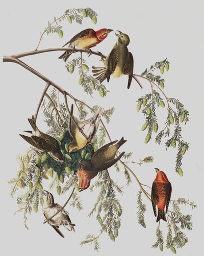 ジョンJ.オーデュボンのパブ「The Birds of America」の赤十字、ロキシアカービロストラ。 1827-38 作： John James Audubon