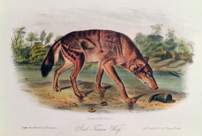 「北アメリカの四足動物」からのレッドウルフ、1842-45（手塗りのリトグラフ） 作： John James Audubon