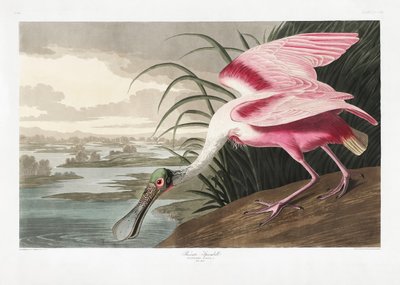  作： John James Audubon