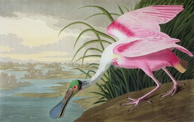 ローズエイトヘラサギ、Platalea leucorodia、「The Birds of America」、1836年 作： John James Audubon
