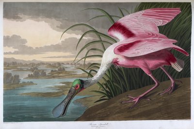 バラヘラサギ。オス成鳥 作： John James Audubon