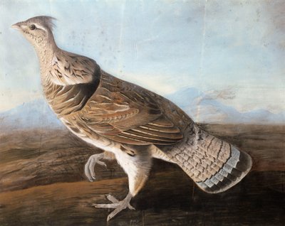 ラフェッドグース 1812年頃 （紙にパステル 作： John James Audubon
