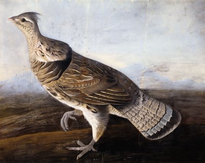 エリマキライチョウ、 作： John James Audubon