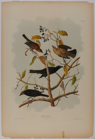 ラスト・グラックル 作： John James Audubon