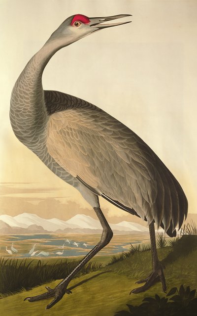 サンドヒルクレーン、ロバートハヴェル（1793-1878）1835によって刻まれた「鳥のアメリカ」から 作： John James Audubon
